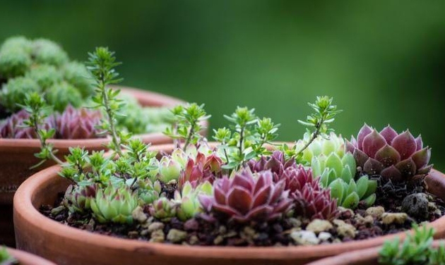 养殖多肉植物的前后顺序是什么