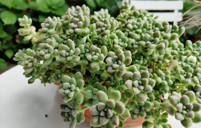 多肉植物在浇水时要注意哪些问题?