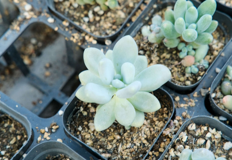 腐烂根的多肉植物还能再活过来吗?