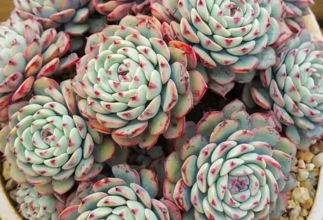 引发多肉植物根腐病的主要原因有哪些？