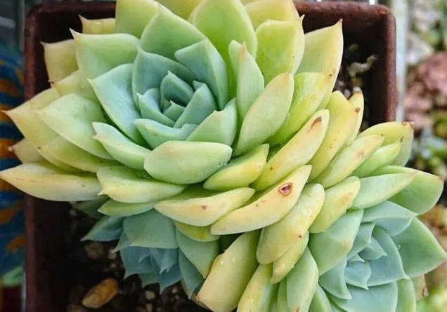 根治多肉植物根腐病的方法有哪些?