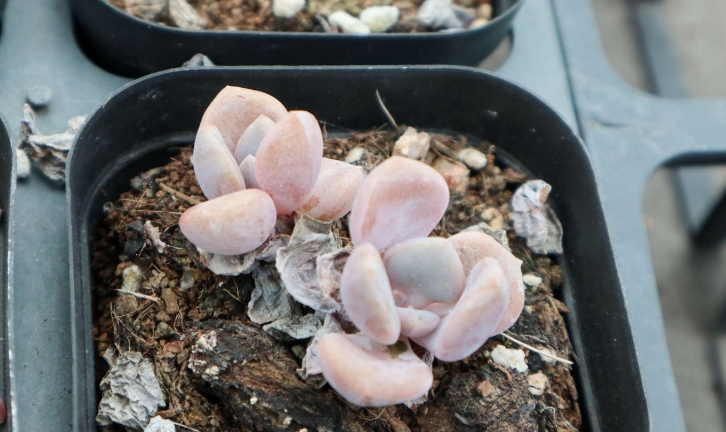 种植多肉植物的无机材料都有哪些?