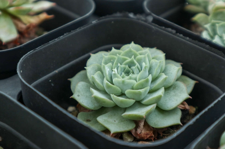新手如何选择多肉植物的入门品种