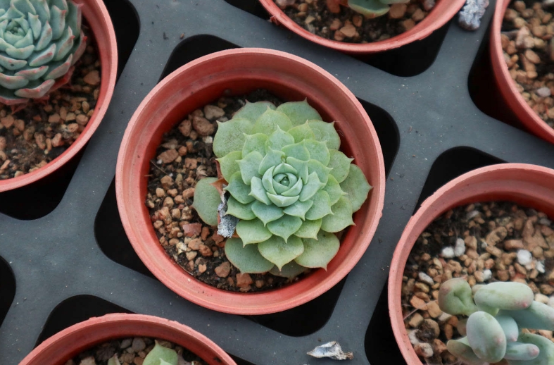 家庭养植多肉植物是如何过冬的