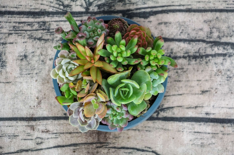 多肉植物在种植中都要注意哪些问题?