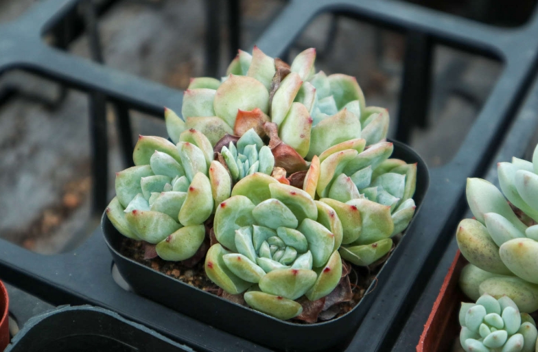 多肉植物长出来的长枝需要剪掉吗?