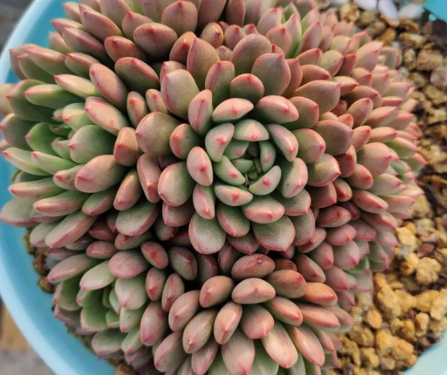 多肉植物的浇水量和温度有关系吗?