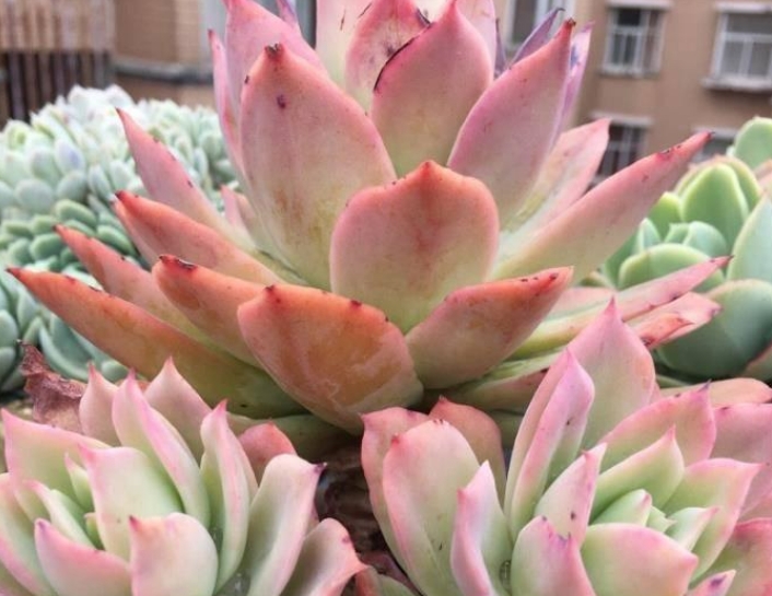 多肉植物的叶插都要注意哪些问题?