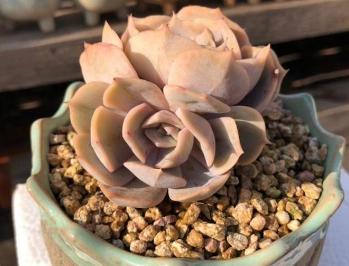 室内养殖多肉植物与室外养殖的区别有哪些?