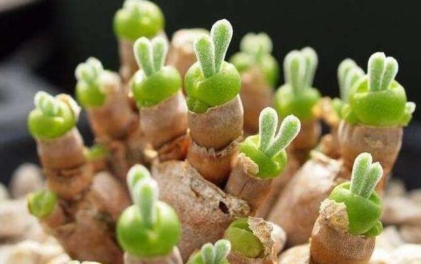 日常种植多肉植物要了解的肥料都是哪些?