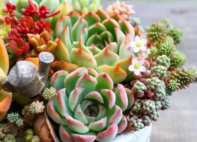 种植多肉植物过程中的术语都有哪些?