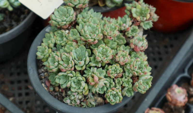 说一说多肉植物种植小技巧施肥与病虫害篇
