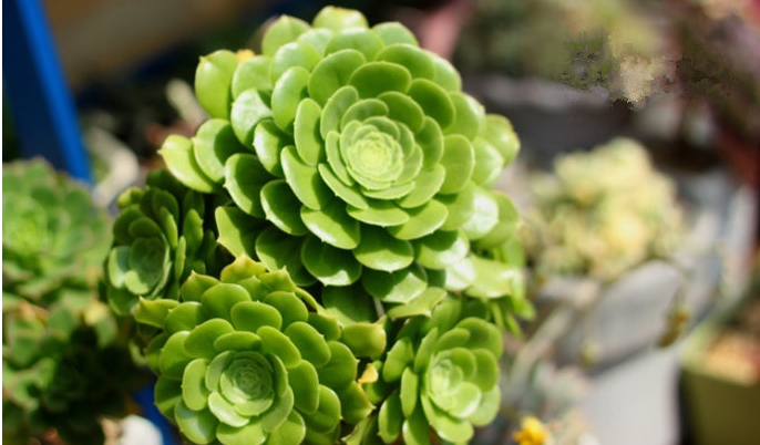 多肉植物中的玉龙观音是如何养殖的?