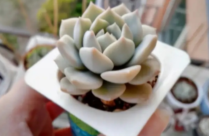 分享一些多肉植物种植过程中的术语之一